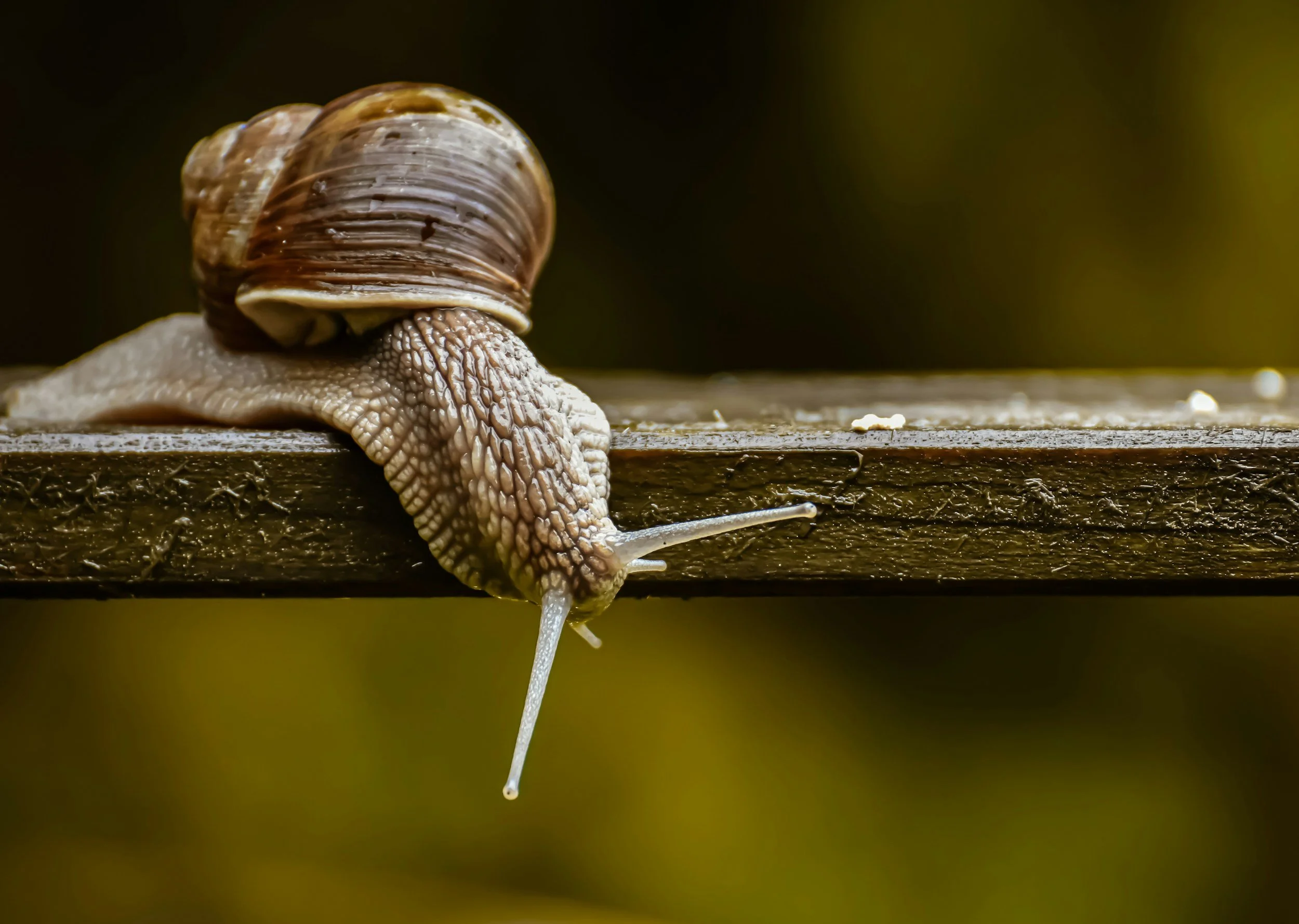 A close-up of a snail with a brown, spiral shell moving on a wooden surface.