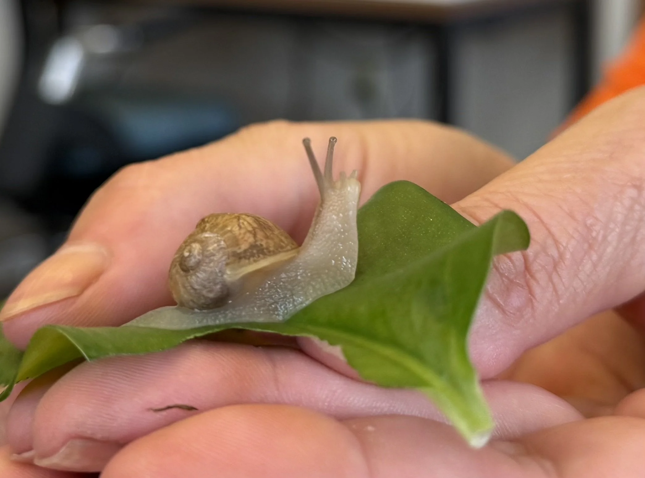 Close-up of a small snail with a brown shell on a green leaf, held between fingers with a blurred background.