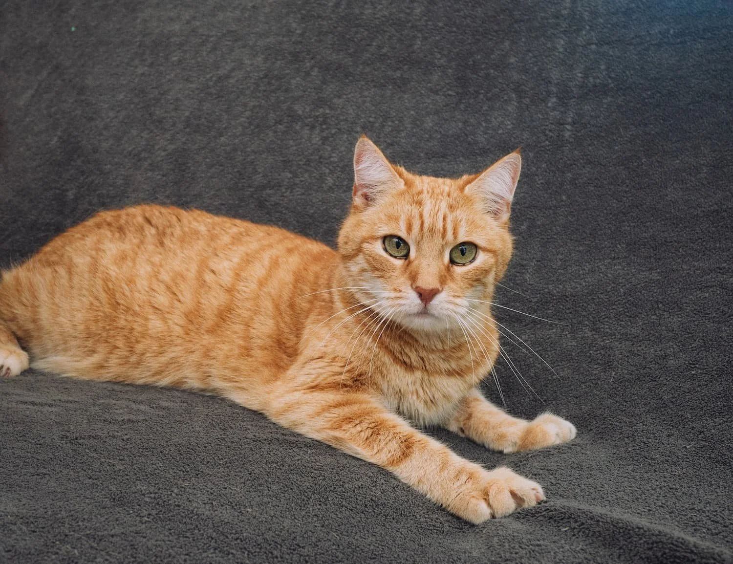 Ein orangefarbener Gartenkater liegt auf einem dunklen Stoffsofa, blickt direkt in die Kamera.