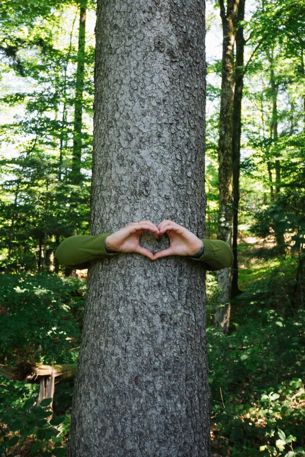 zwei Hände in grünen Langarm-Shirts formen ein Herz in der Mitte eines Baumstamms in einem grünen Wald.