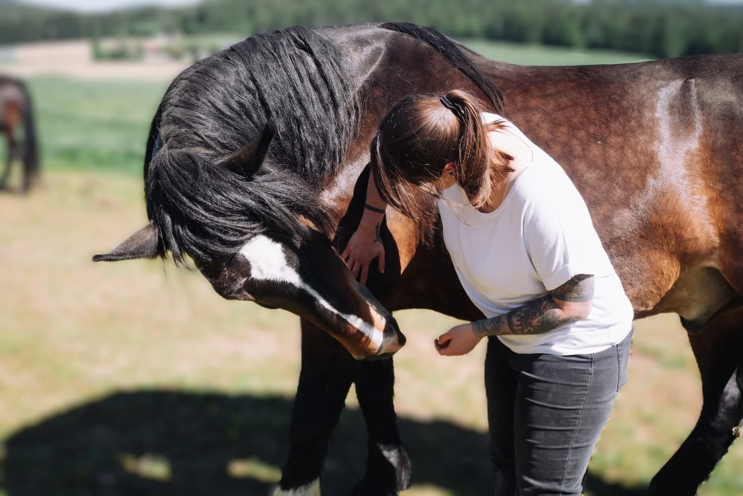 Eine Frau umarmt ein Schwarzbraunes Pferd mit weißen Abzeichen am Kopf auf einer Wiese bei sonnigem Wetter.