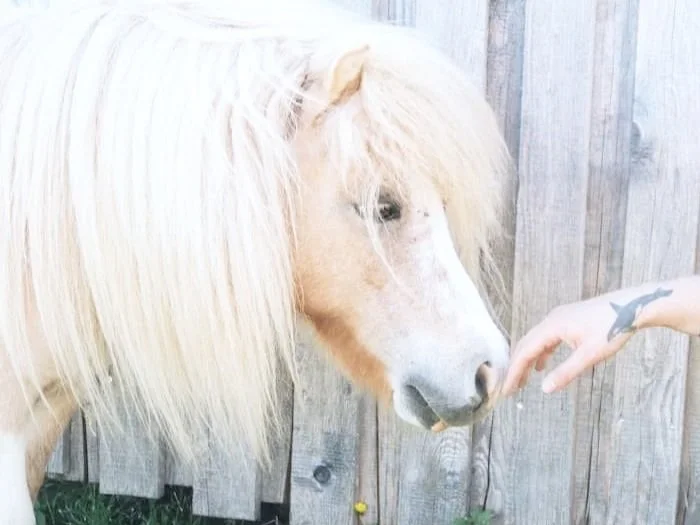 Ein weißes Pferd und eine Hand mit Tattoos, die sich berühren, vor einem Holzzaun.