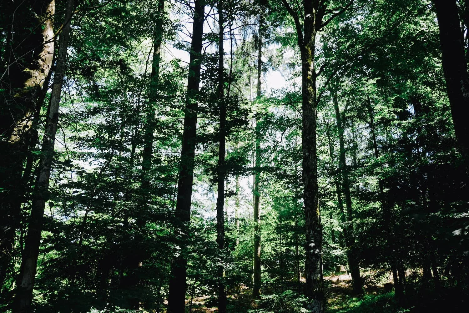 Dichte grüne Waldlandschaft mit hohen Bäumen und Sonnenlicht, das durch das Blätterdach scheint.