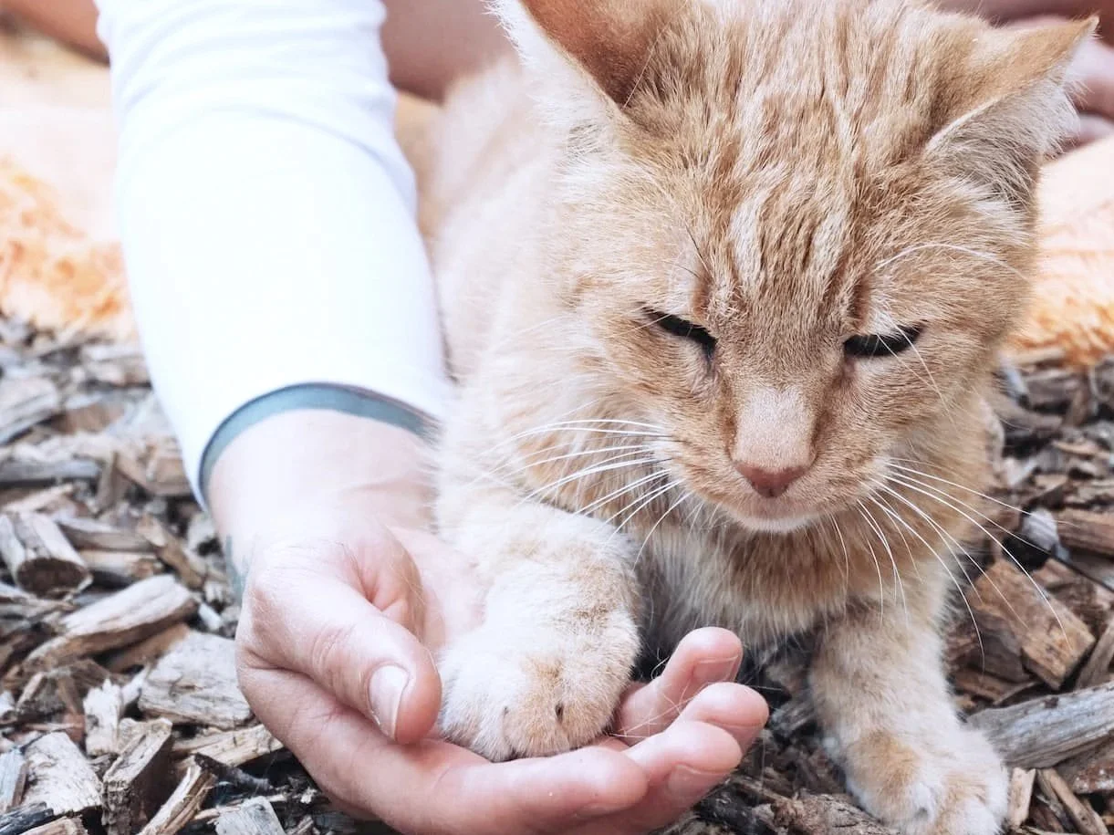 Person hält die Pfote einer getigerter Katze, die auf einer hölzernen Oberfläche sitzt.