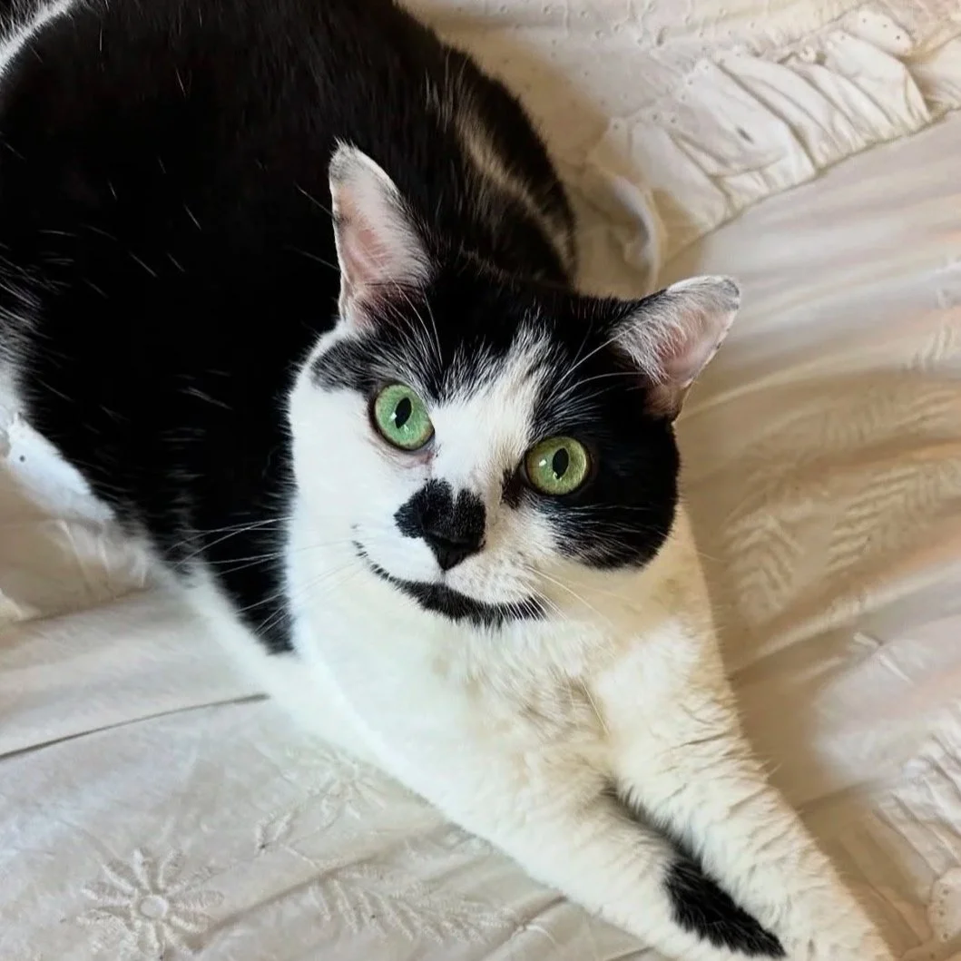 A black and white cat with bright green eyes lying on a cream-colored bedspread, looking at the camera.