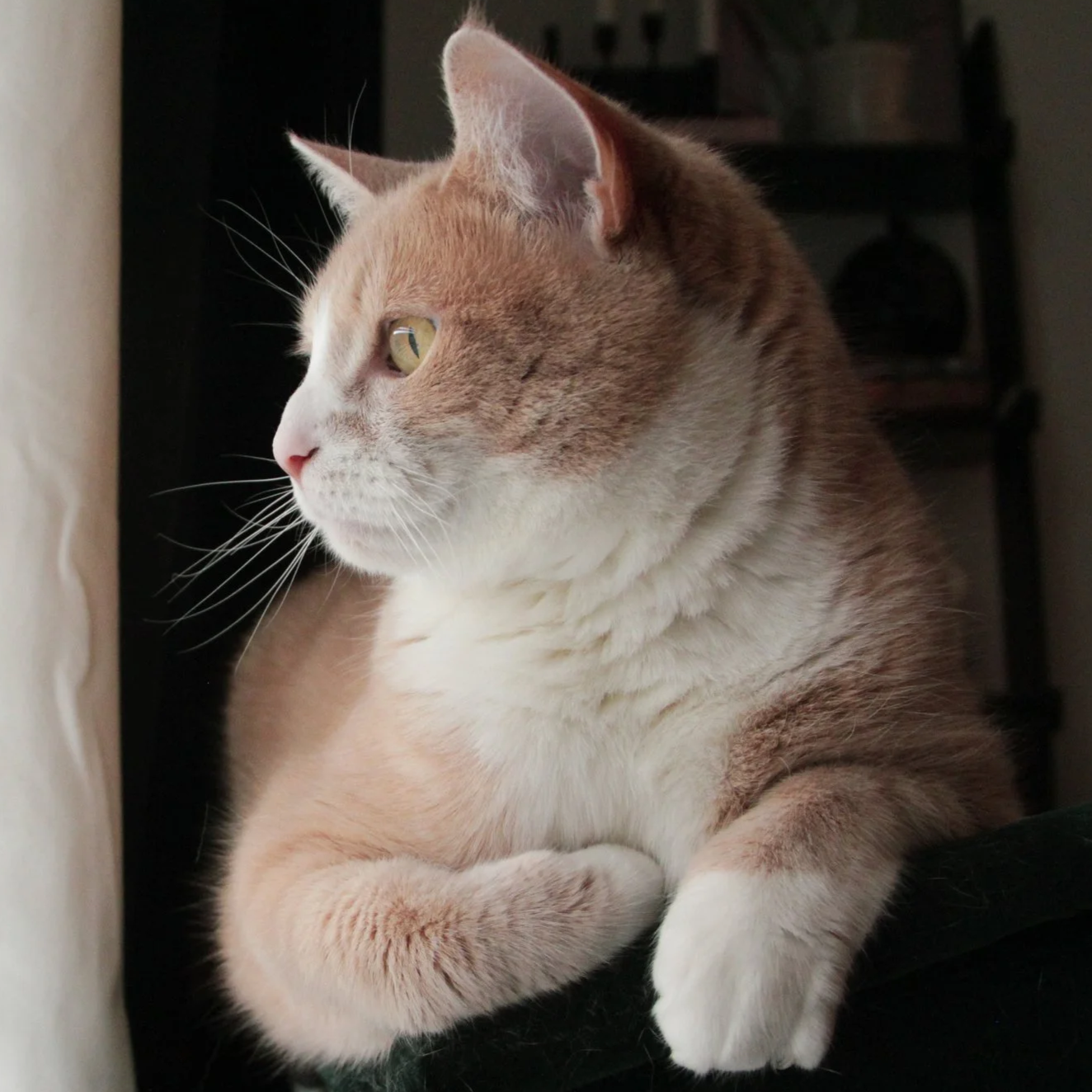 A close-up profile of an orange and white domestic cat looking out a window.