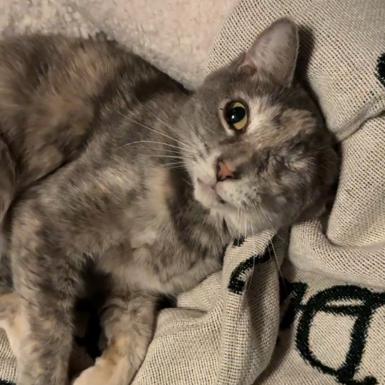 A gray tabby cat lying on its side, resting on a beige fabric with black designs, winking with one eye.