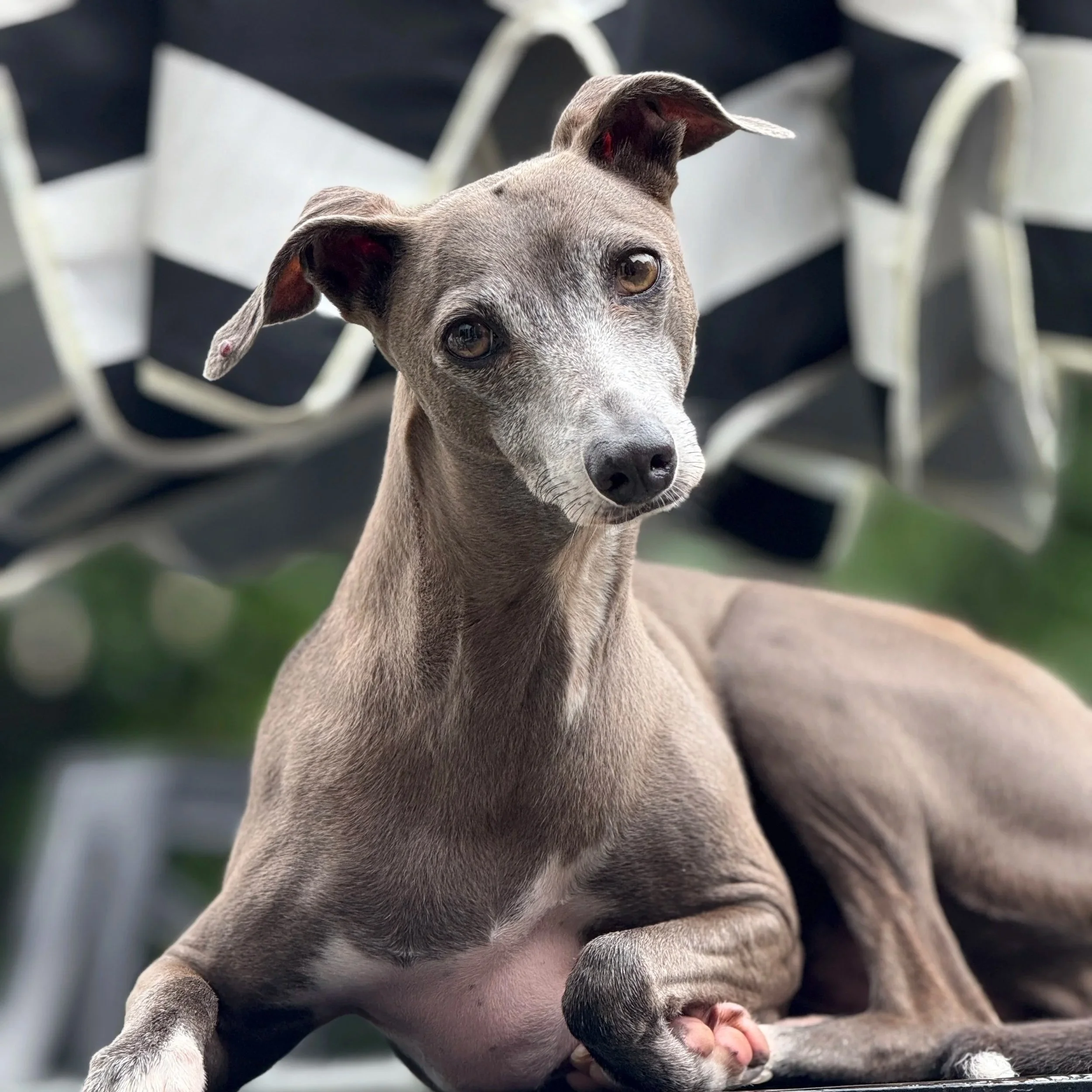Close-up of a gray puppy with black markings on its ears, nose, and paws, sitting outdoors on a ledge with black and white chairs in the background.