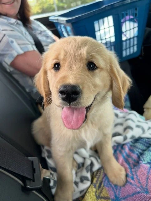 Cute golden retriever puppy with tongue out sitting on a blanket in a car