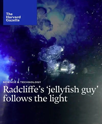 Cover of Harvard Gazette article titled 'Radcliffe's jellyfish guy' follows the light, featuring an underwater scene with jellyfish and light reflections.