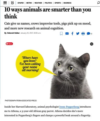Close-up of a gray and white cat with yellow eyes, sitting with a speech bubble saying, "Where have you been? I've been calling your name all morning!"