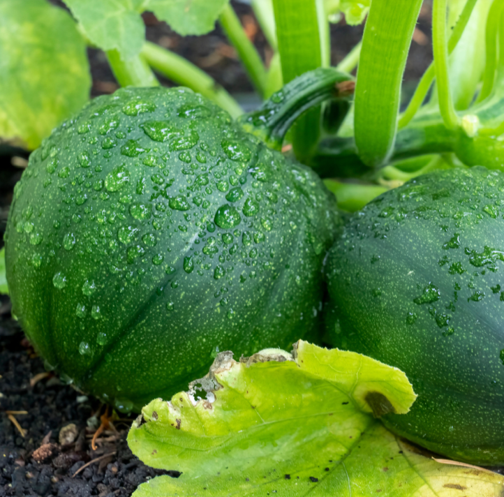 Zucchini - Round, Courgettes, 8ball - $2.00