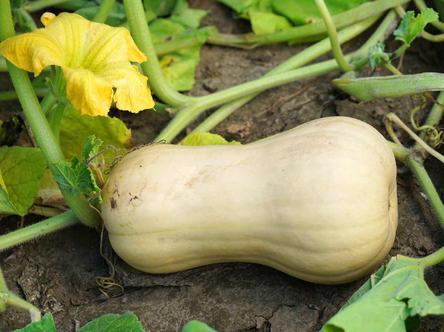 Butternut Squash