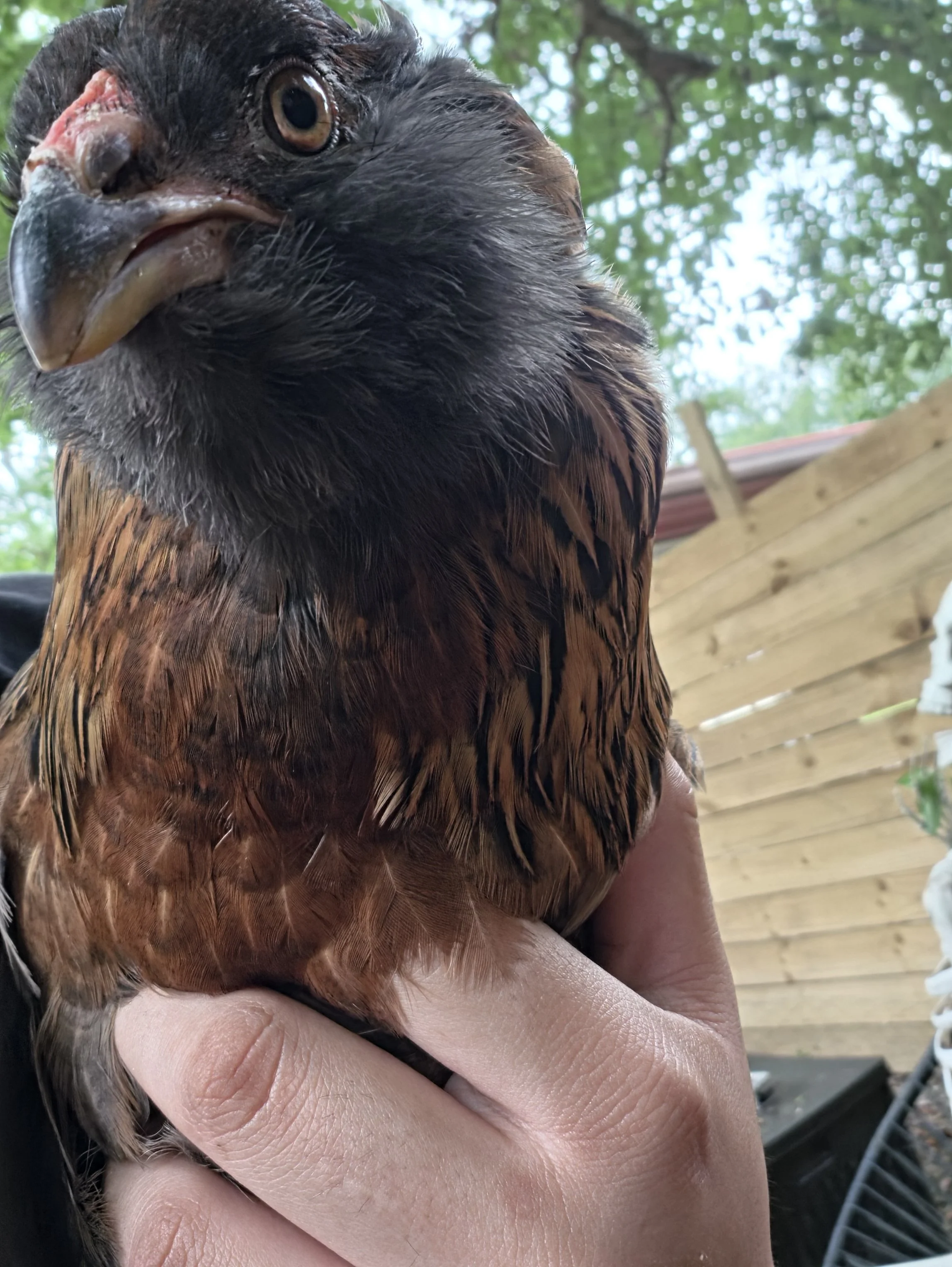 Pavos Produce Easter Egger Chicken Breed