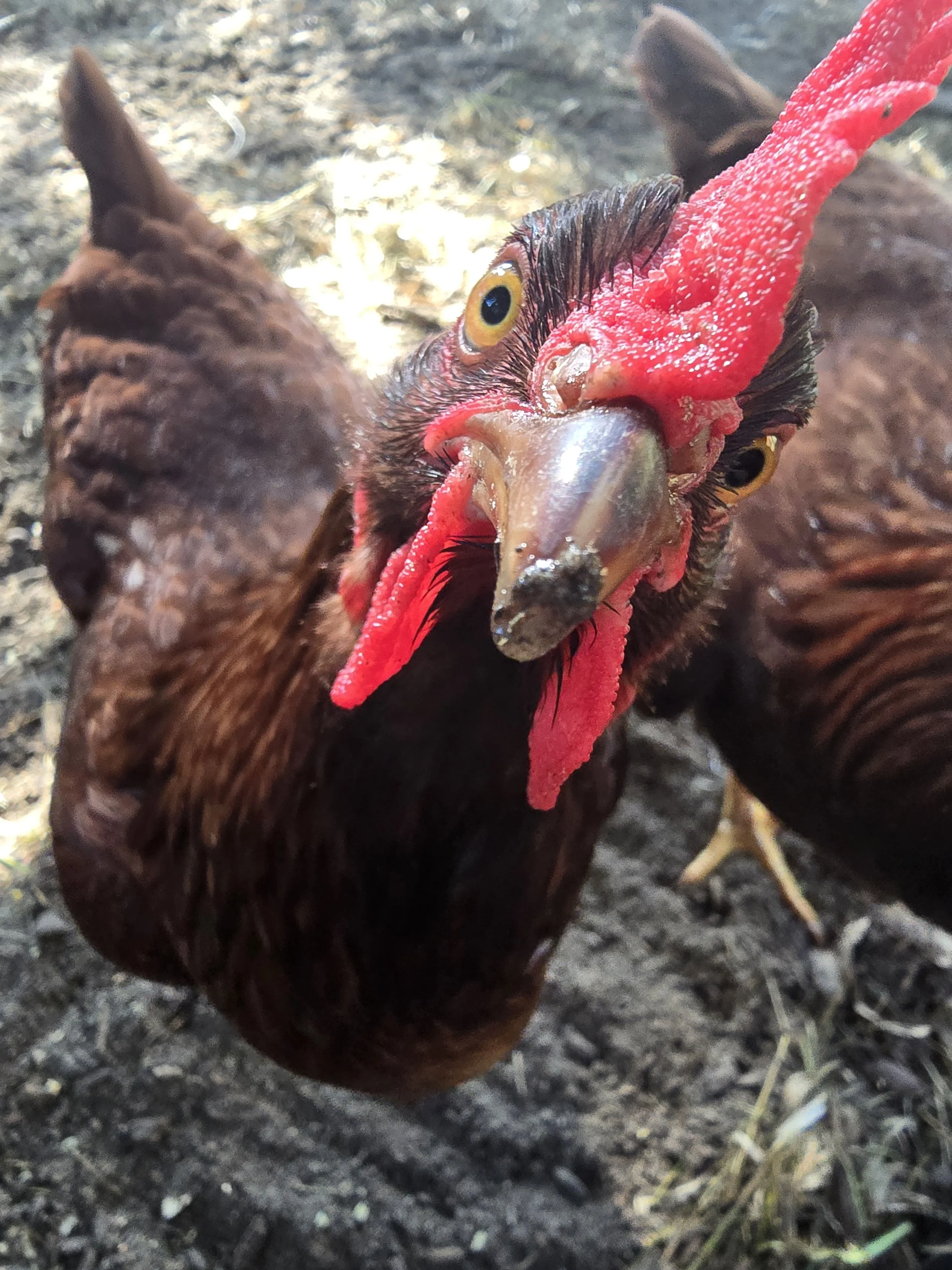Pavos Produce Rhode Island Red Chicken Breed