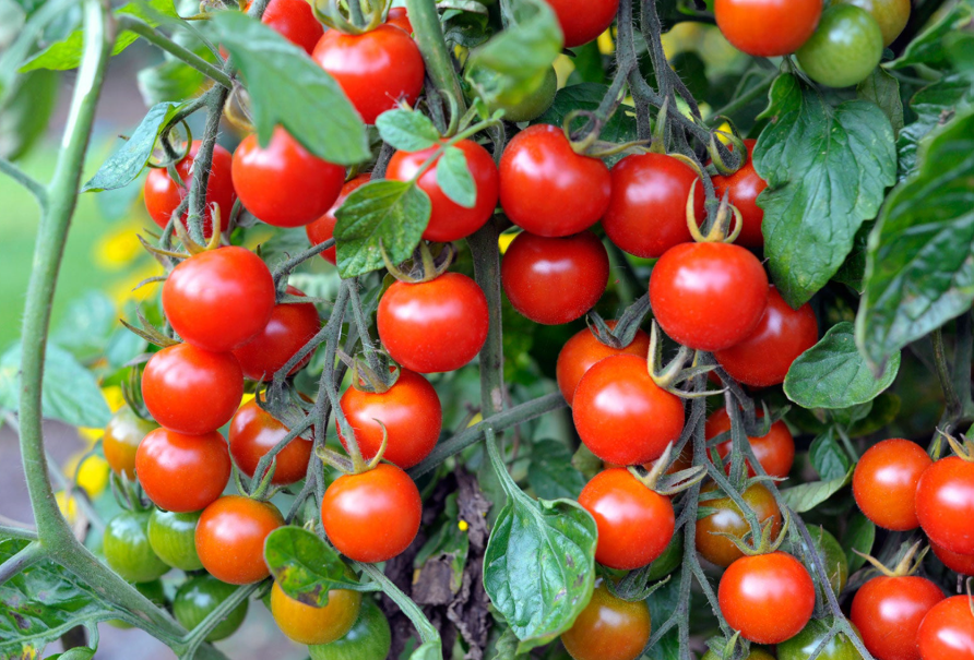 Cherry Tomato (1lb)