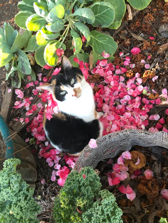 Animals at Pavo's Produce | Frddie
