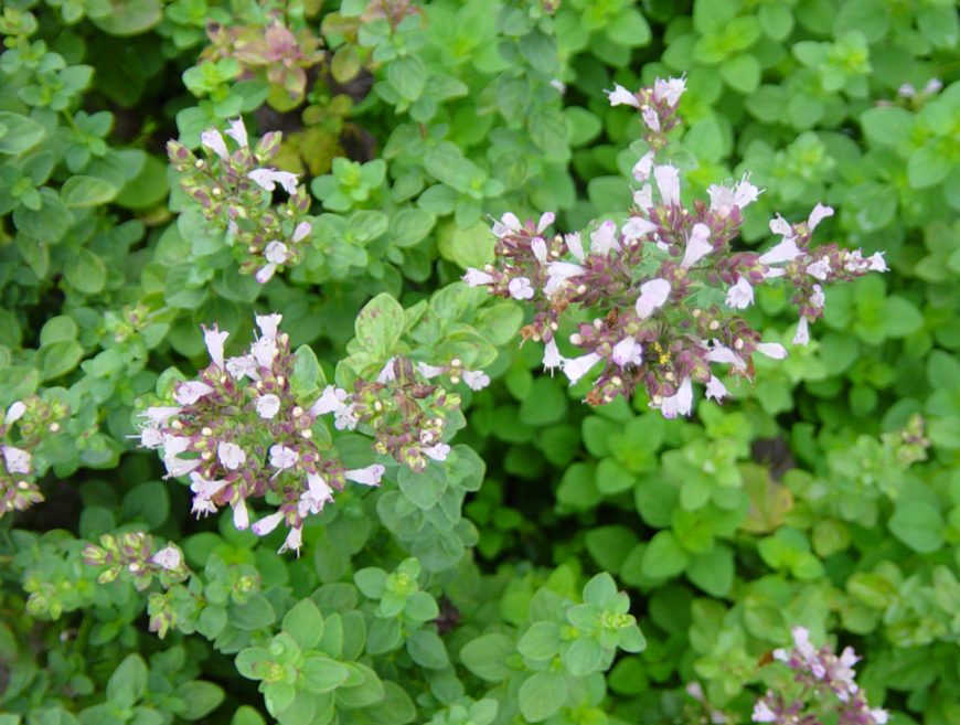 Italian Oregano
