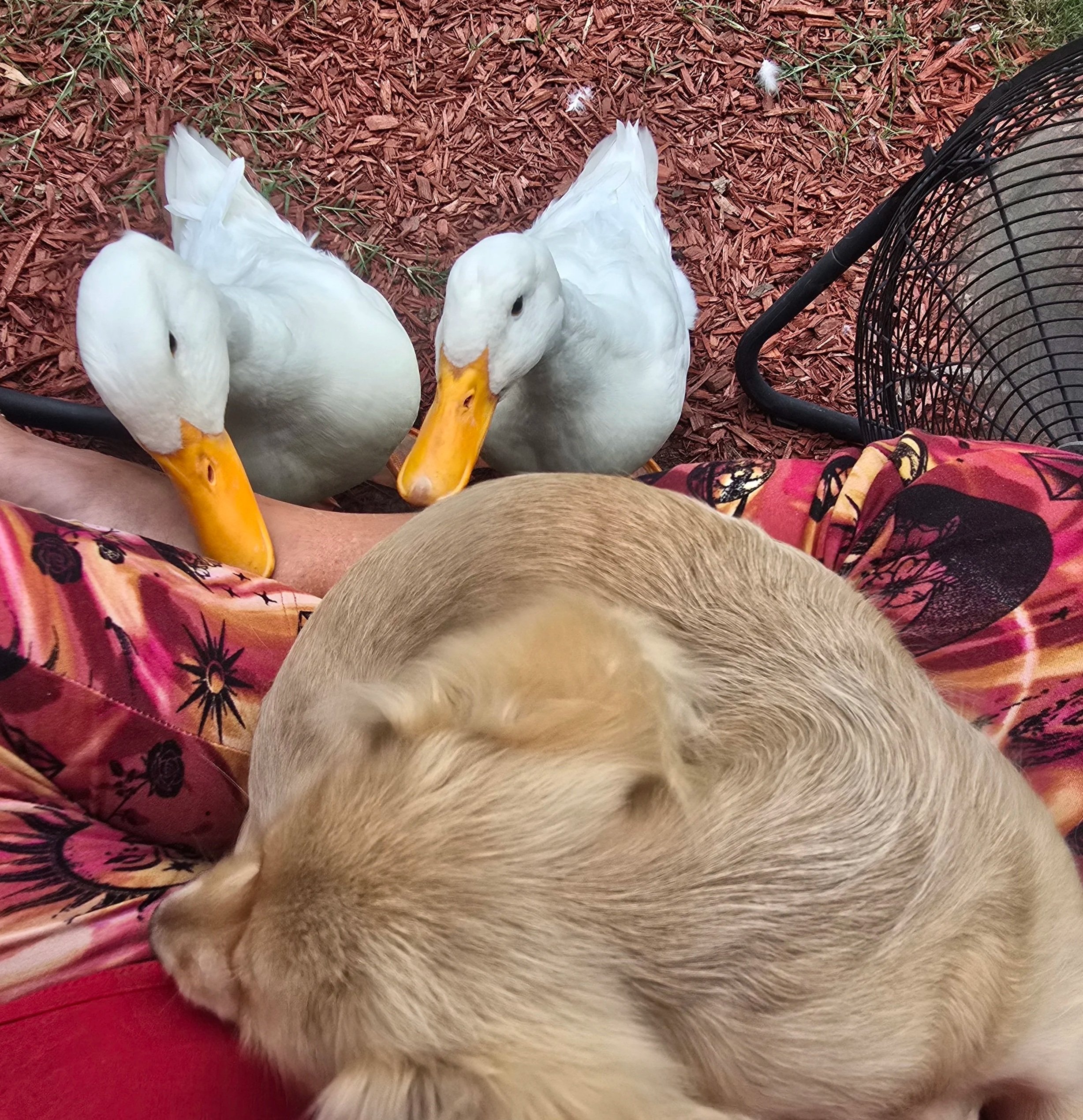 Animals at Pavo's Produce