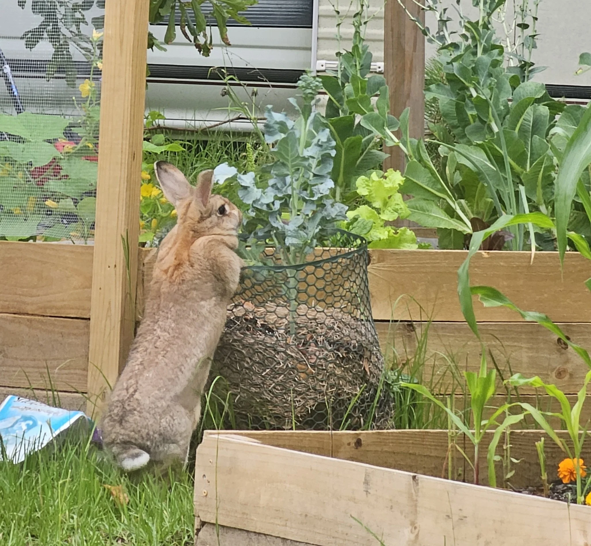 Pavos Produce Animals Rabbit Cam