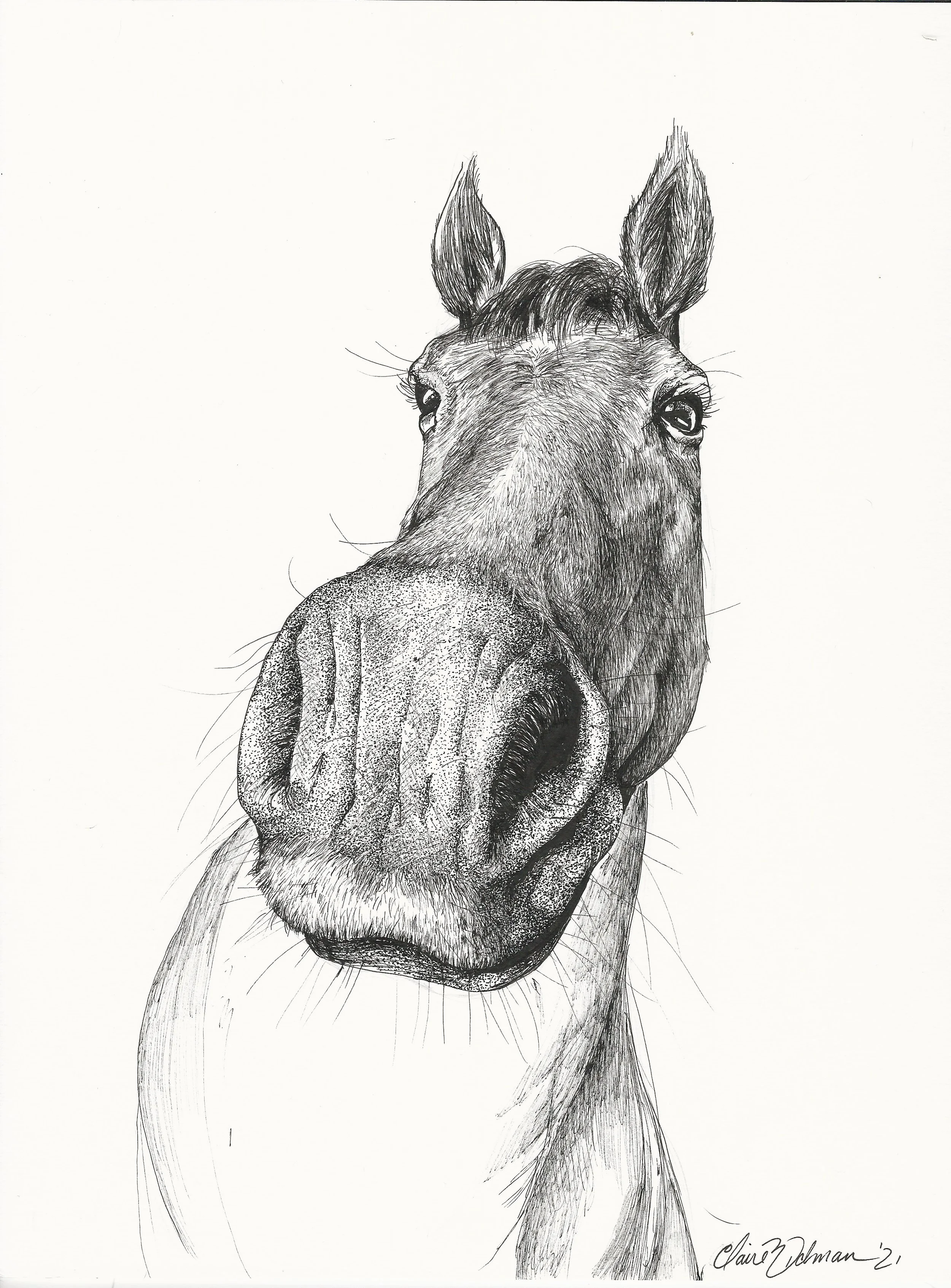 Horse's mouth