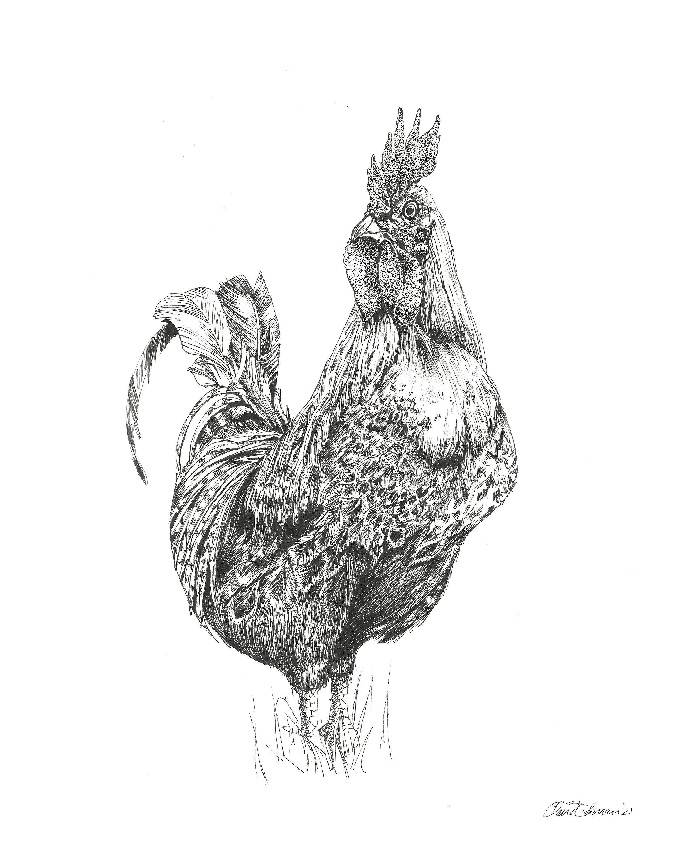 Maine hen