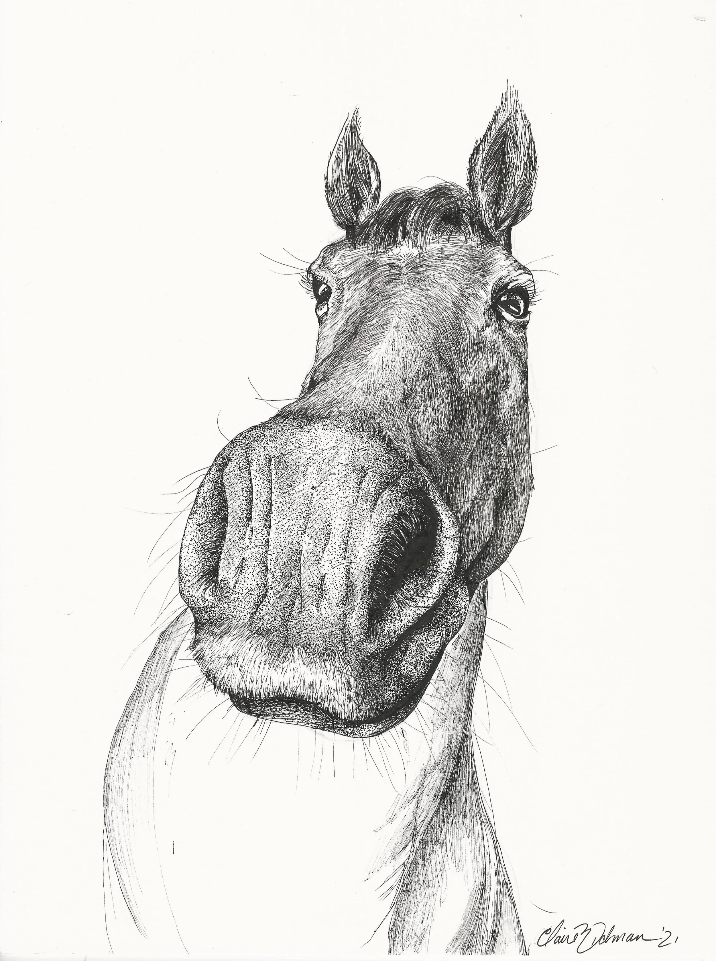 Horse's Mouth