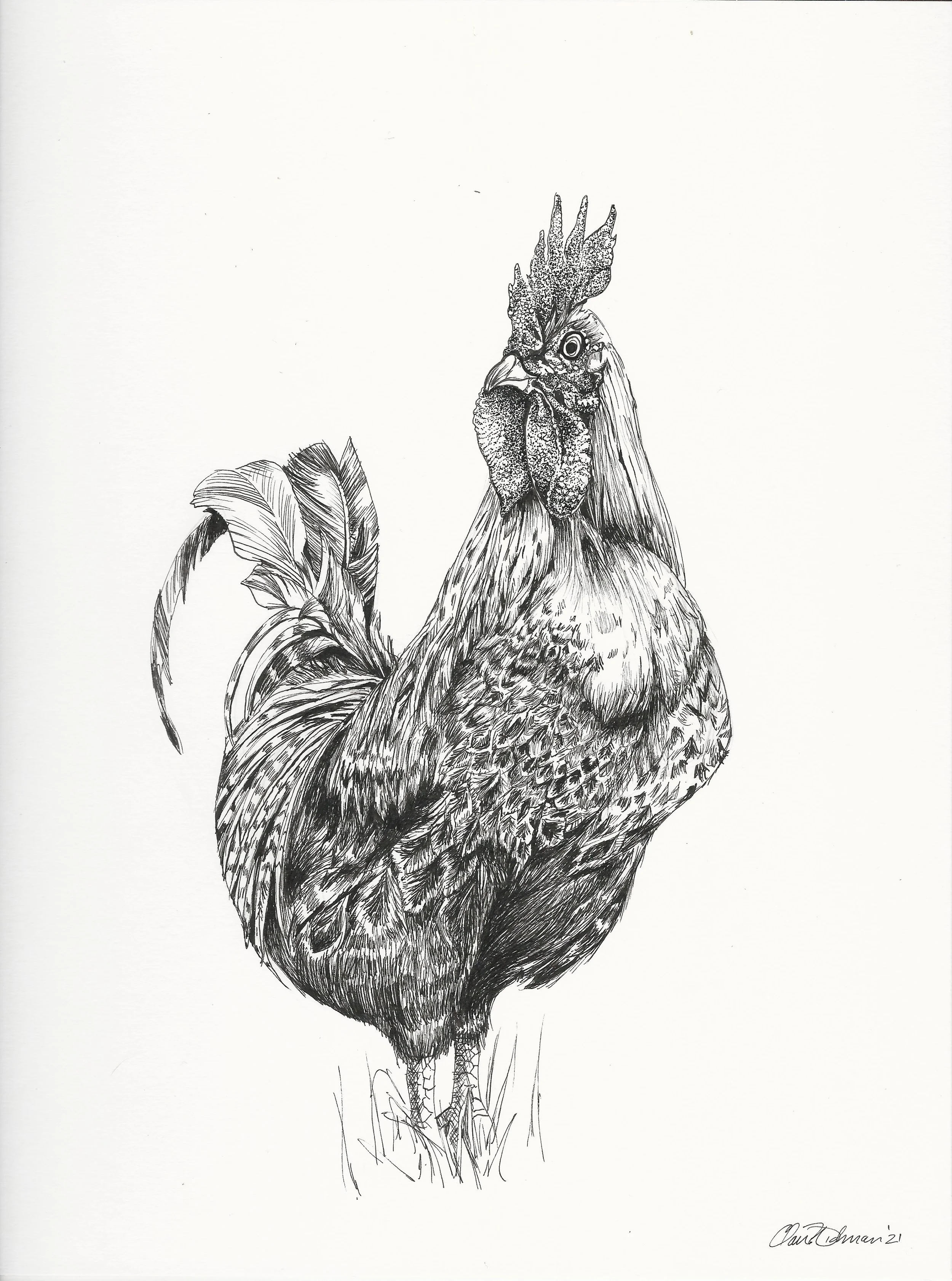 Maine Hen