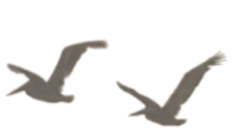 Two pelicans flying in the sky.
