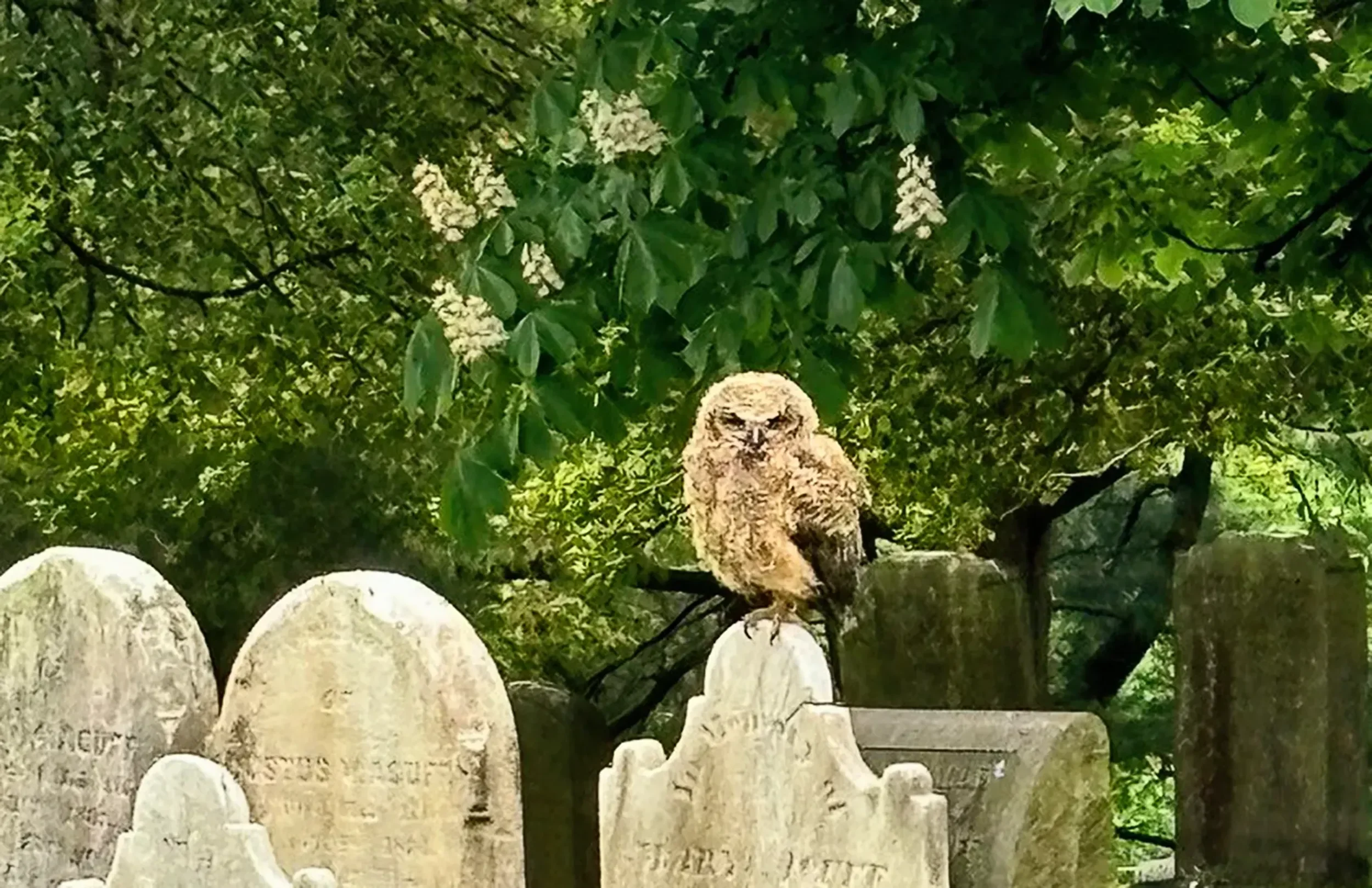 All Hallows Cemetery Tour