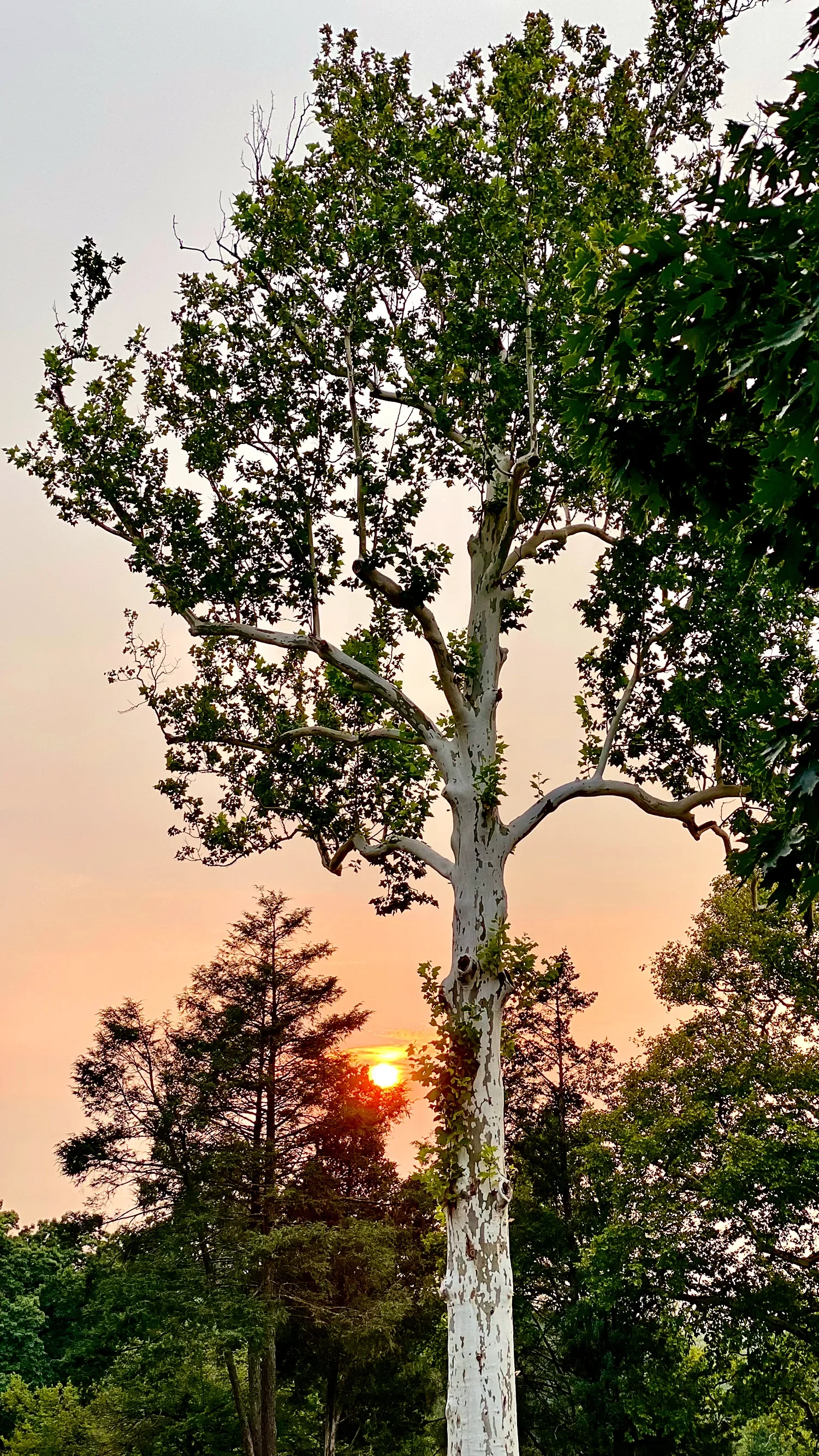 150-year-old sycamore tree during sunset at St. Thomas’ Church Whitemarsh.