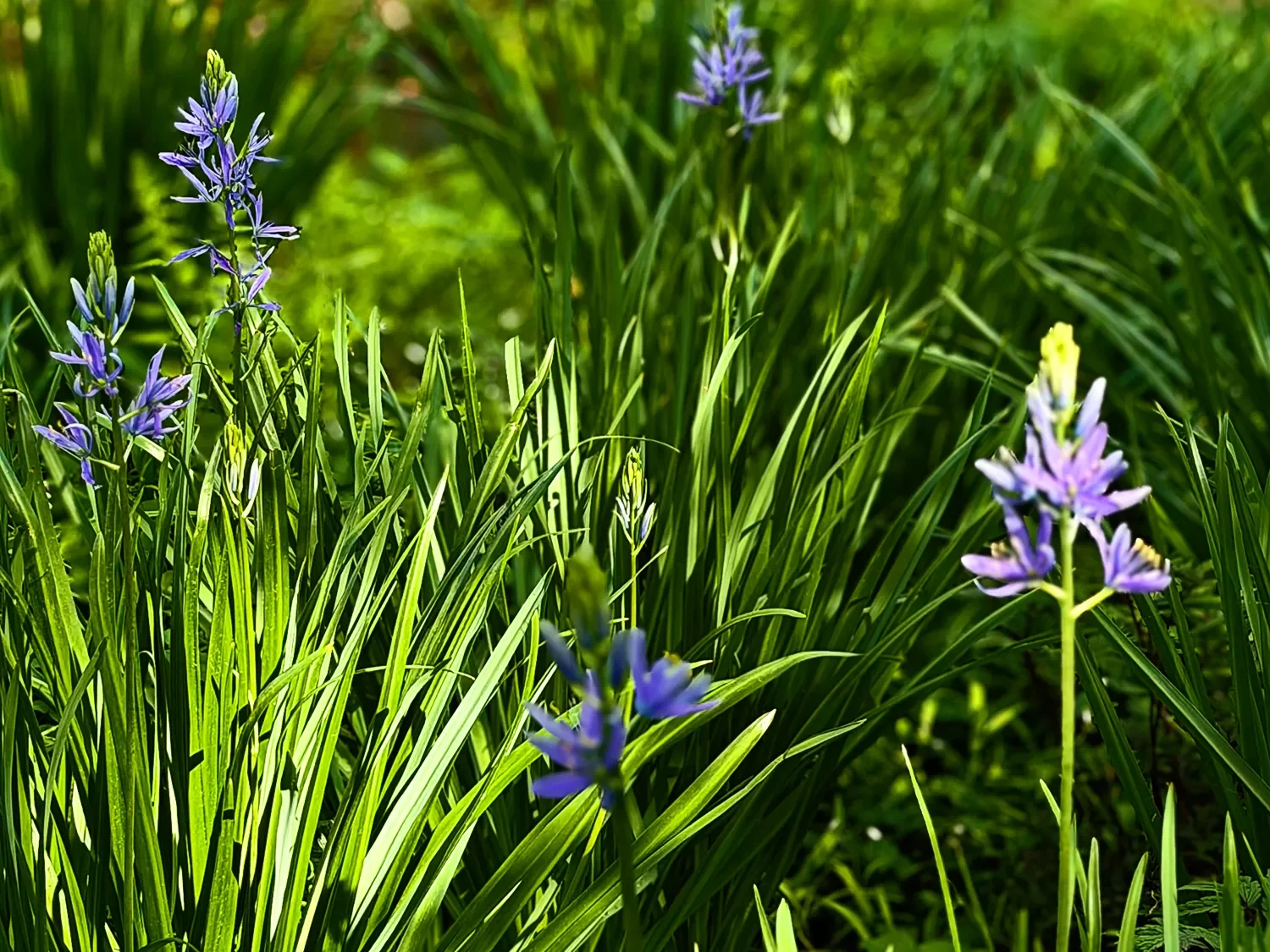 Closeup of camassia flowers in a garden at St. Thomas’ Church Whitemarsh.