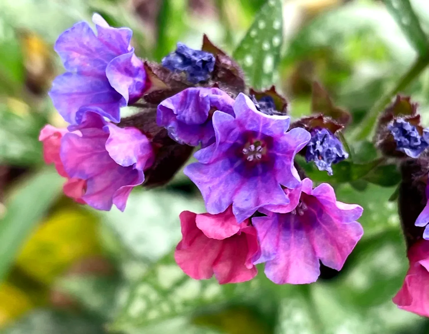 Closeup of lungwort flowers in a garden at St. Thomas’ Church Whitemarsh.