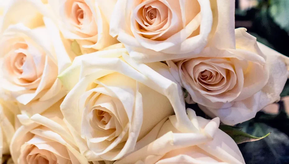 A dozen light pink roses lying on marble surface at St. Thomas’ Church Whitemarsh.
