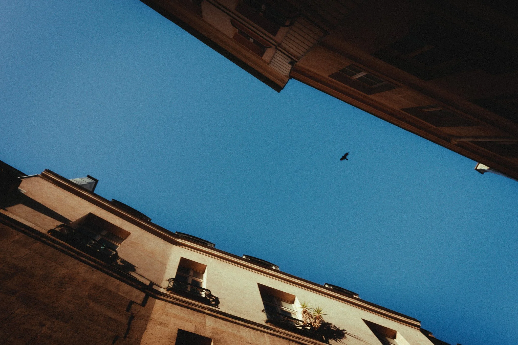 View of tall buildings from ground level looking up at a clear blue sky with a bird flying overhead.