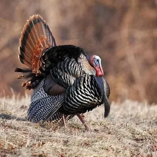 Eastern wild turkey in strut during a guided Kansas turkey hunting experience with Legacy Plains Outfitters.