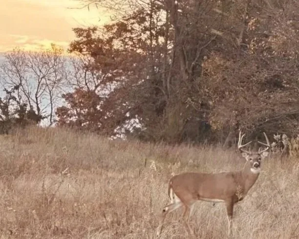 Mature whitetail buck standing in an agricultural field on a managed hunting property.