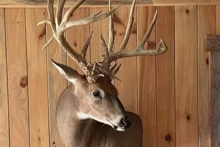 Professionally mounted whitetail deer displayed after a successful guided hunt.