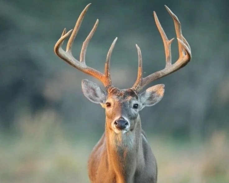 Mature Kansas whitetail buck standing in thick cover on a managed hunting property.