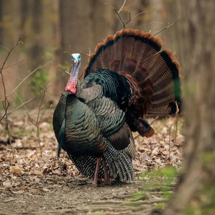 Mature Eastern wild turkey in full strut on a Missouri hunting property.
