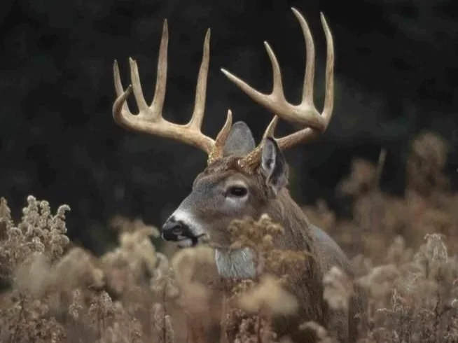 A deer with large antlers standing among tall dry plants in a dark outdoor setting.