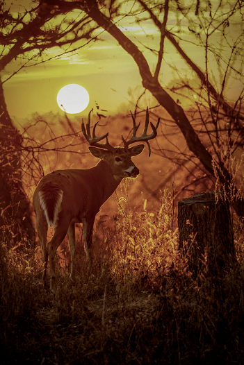 Whitetail deer in wooded habitat at sunset during a guided deer hunt in Kansas or Missouri.