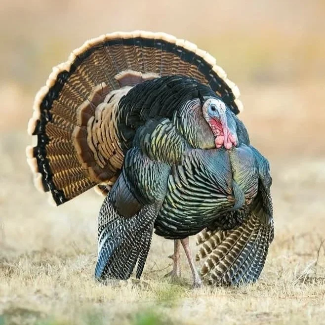 Rio Grande turkey in full strut during a guided Kansas turkey hunt with Legacy Plains Outfitters.