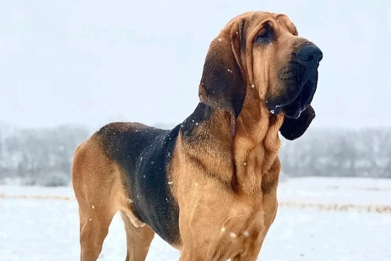 Bloodhound tracking dog used for deer recovery and game tracking during guided hunts.