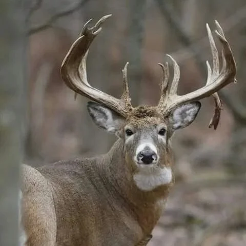 Mature Missouri whitetail buck standing in timber on a Legacy Plains Outfitters managed hunting property.