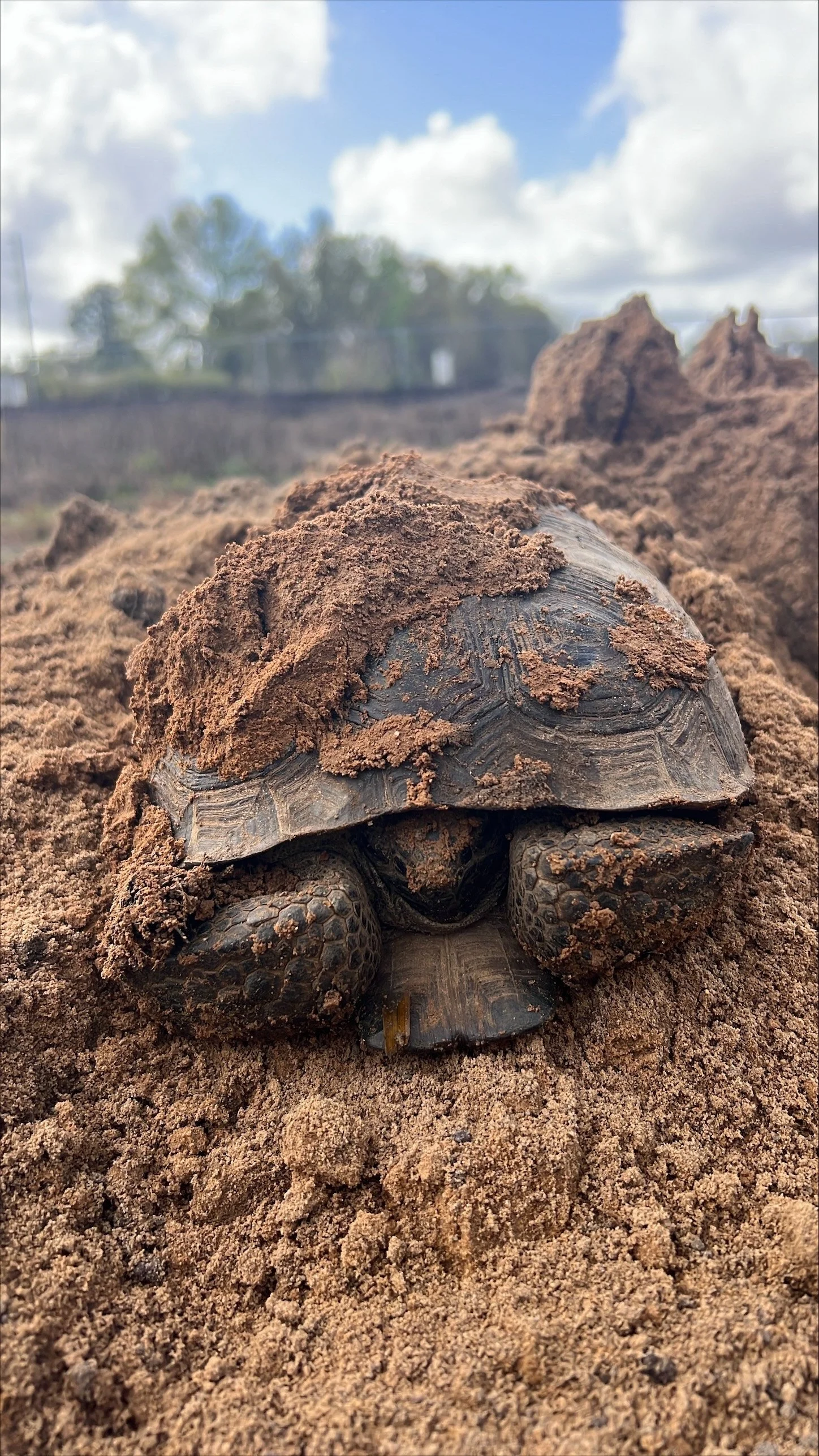 Gopher Tortoise Capture and Relocation