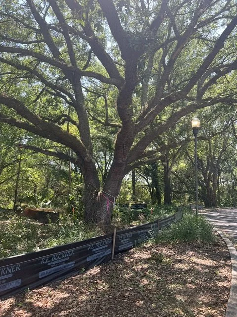 Large tree with a thick trunk and widespread branches, tall street lamp, winding sidewalk, and a protective barrier along the pathway, in a park or natural area.