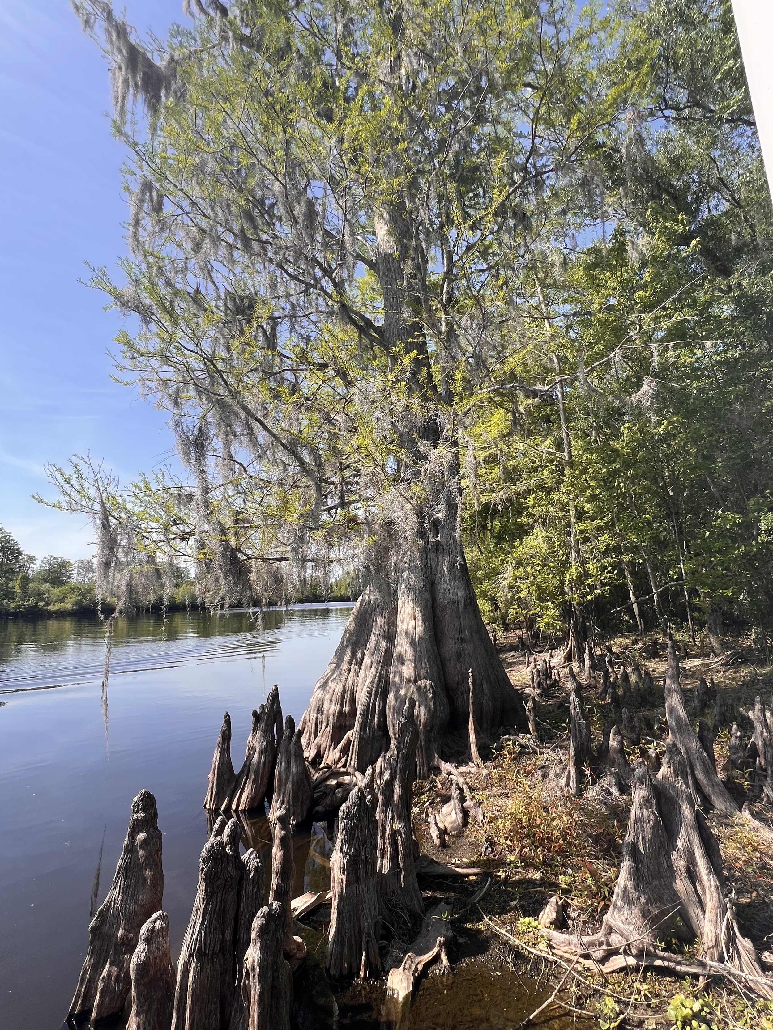 A large tree with mossy branches near a calm body of water, surrounded by other trees and vegetation on a sunny day.