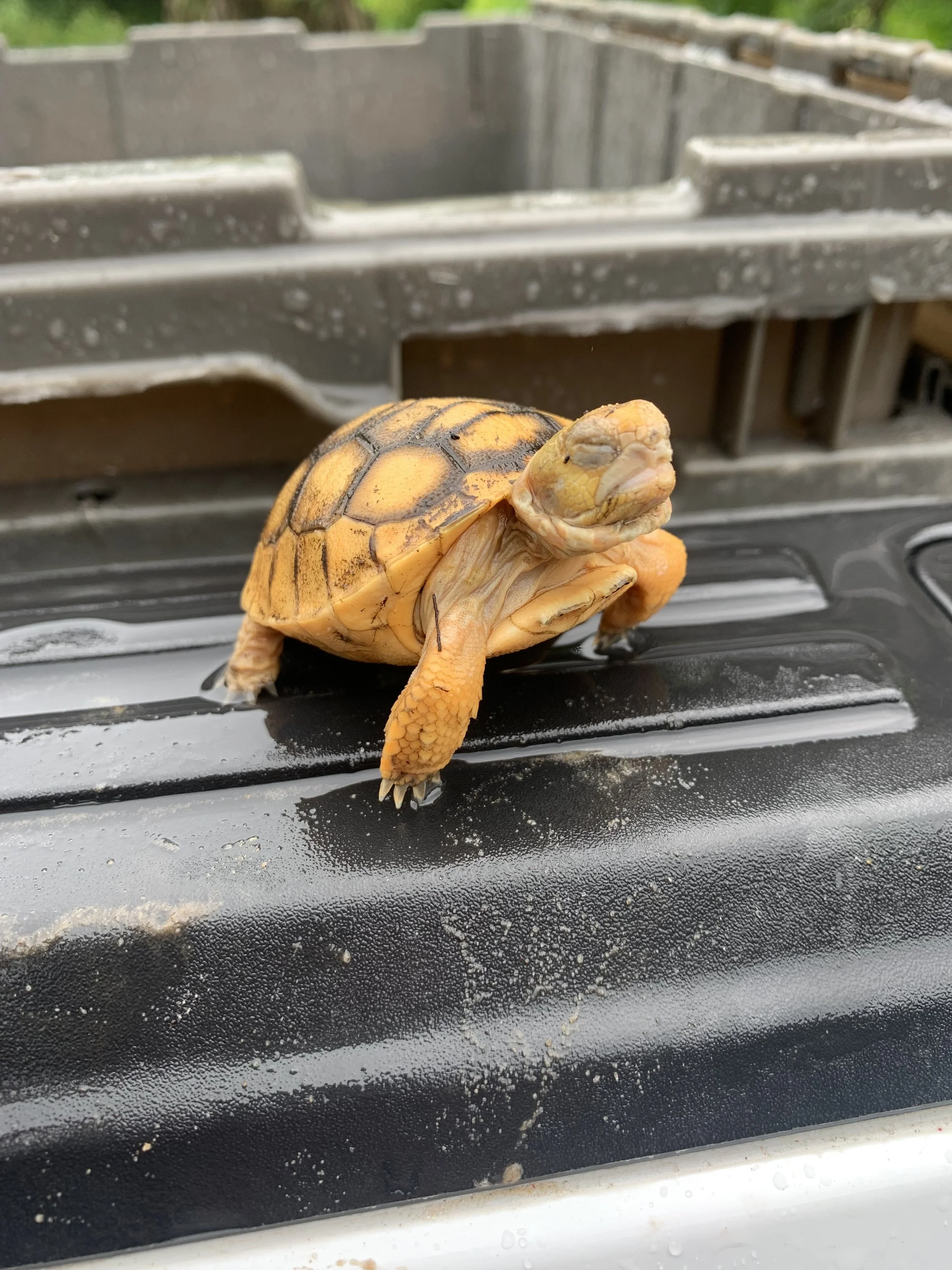 Gopher Tortoise Permitting