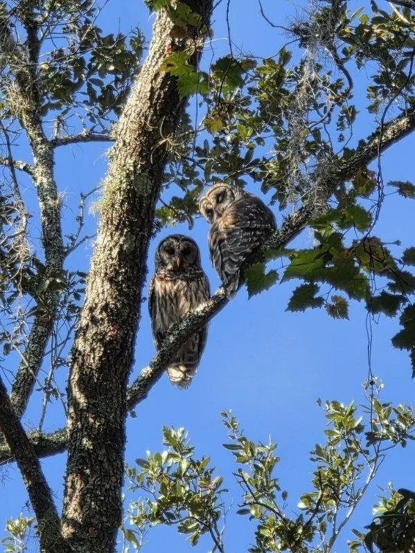 Two owls perched on a tree branch against a bright blue sky with green leaves.